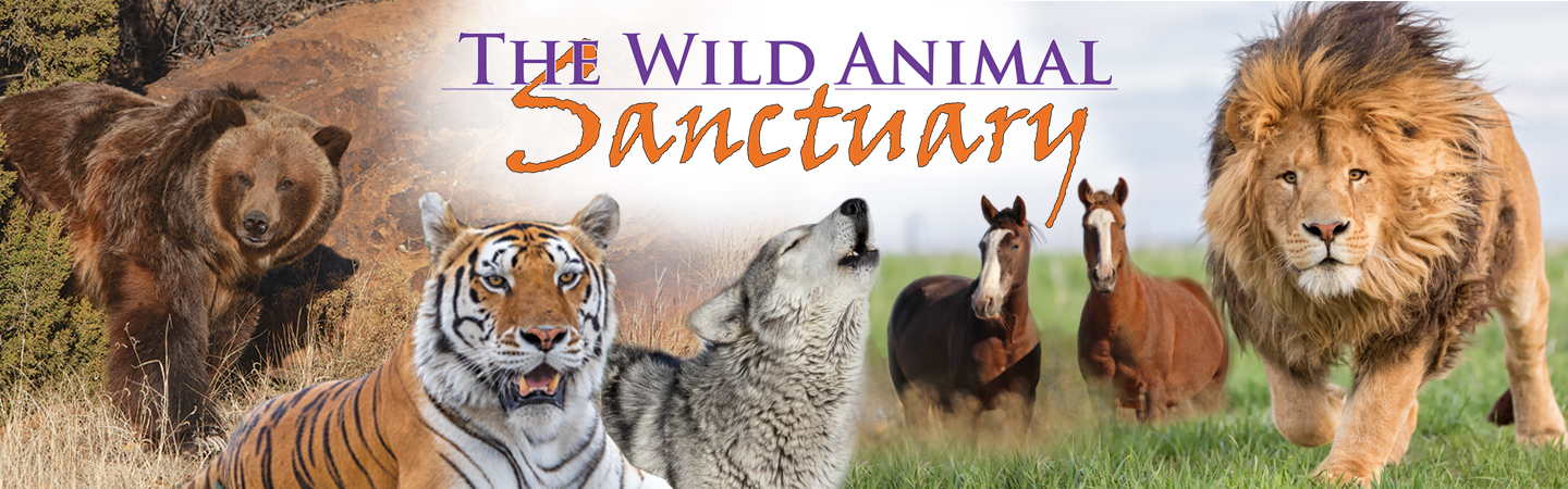 The Wild Animal Sanctuary